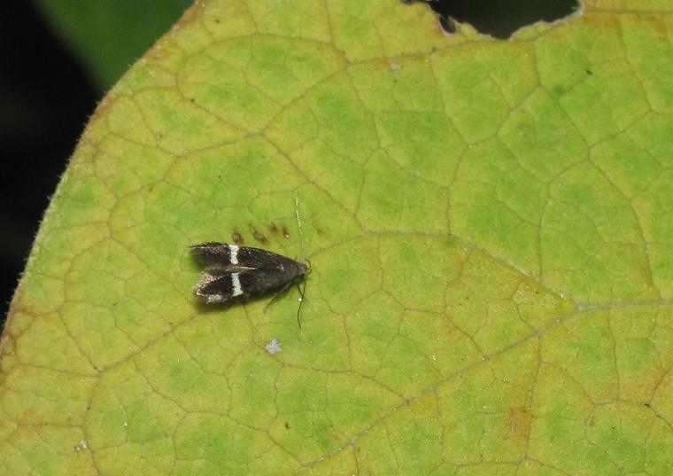 Syncopacma sp.?